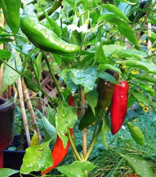 From Paprika Seeds to Paprikash Fine Gardening