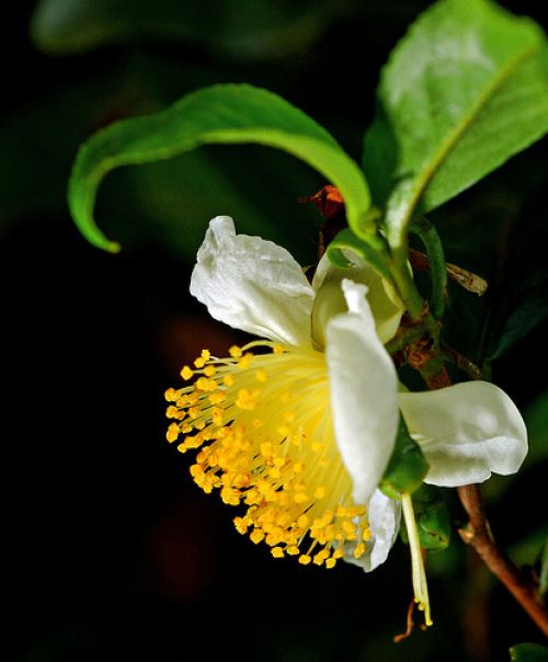 tea flowers