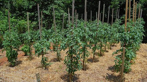 Staked tomato plants in rows