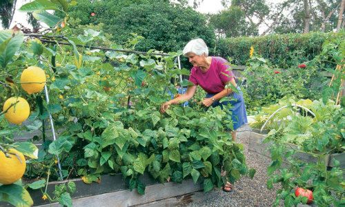 A raised bed brimming with plants