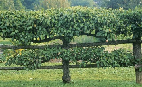 Harvest Fuzzy Stick Apple Tree - Craft Project Ideas