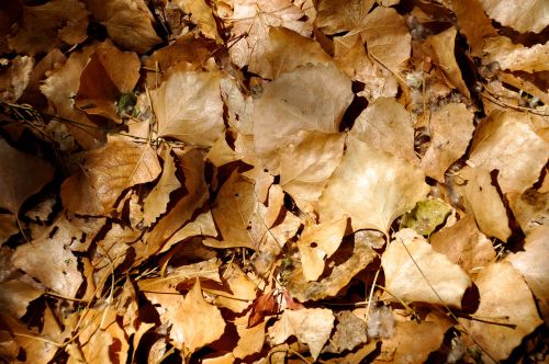close up of dry leaves