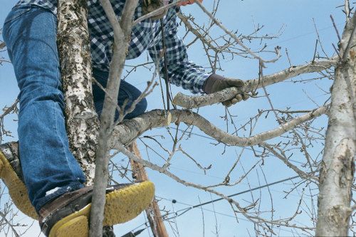 Making cuts at the top of the tree