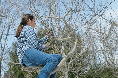 Woman pruning an apple tree