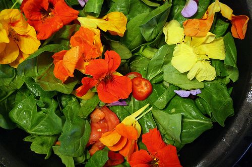 Nasturtium flower salad