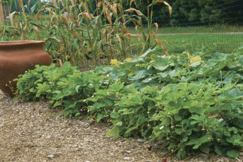 alpine strawberries as edging plants