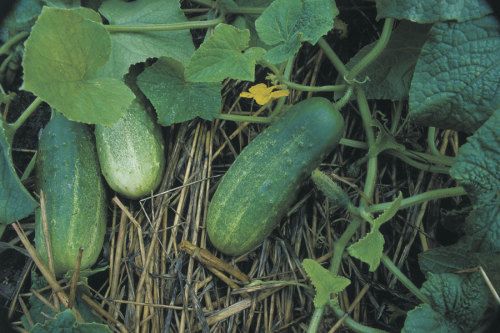 cucumbers on the vine