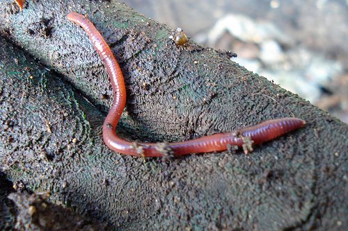 red wigglers