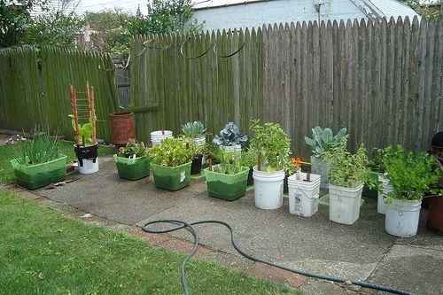 A Container Veggie Garden