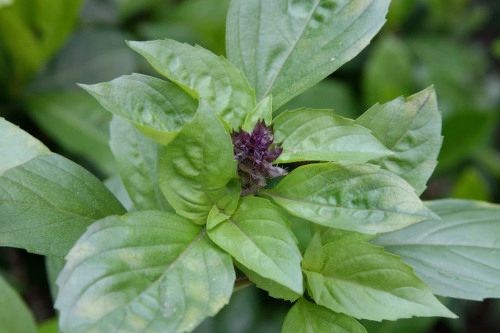 10 Garden Basil Varieties - FineGardening