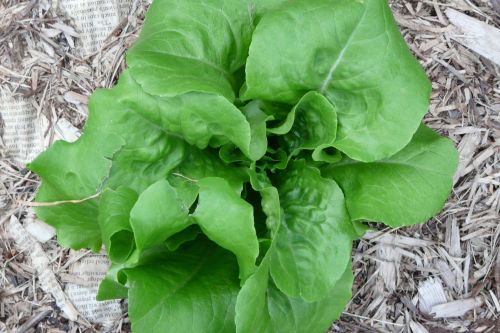 close up of lettuce mulched with newspaper and wood chips