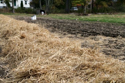 field of straw and seedless hay