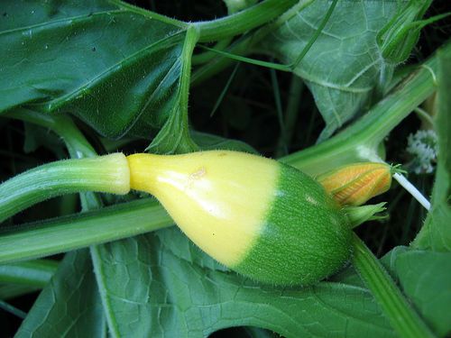 birdhouse gourd