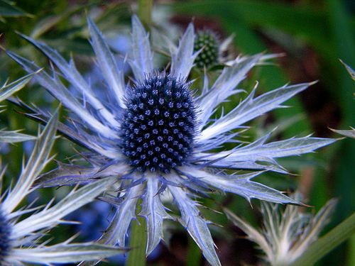 5 Tips to Grow Stunning Strawflowers in Your Kitchen Garden