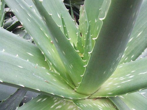 Meet the Aloe Vera Plant Aloe barbadensis FineGardening