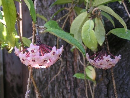 hoya flowers