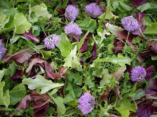  Mesclun, Mixed Salad Greens Seeds : Patio, Lawn & Garden