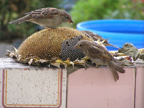 Feeding Birds: a Quick Guide to Seed Types