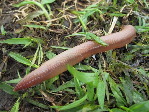 earthworm