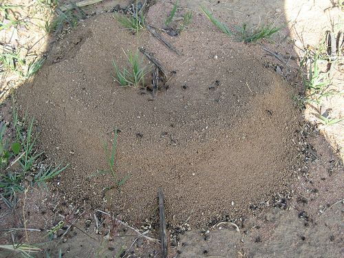 large ant hill