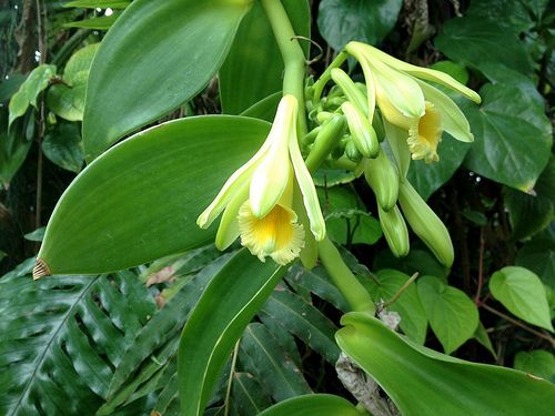 vanilla bean orchid