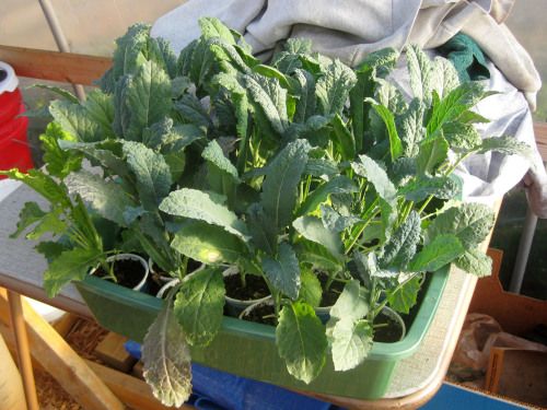 dinosaur kale at the transplant stage