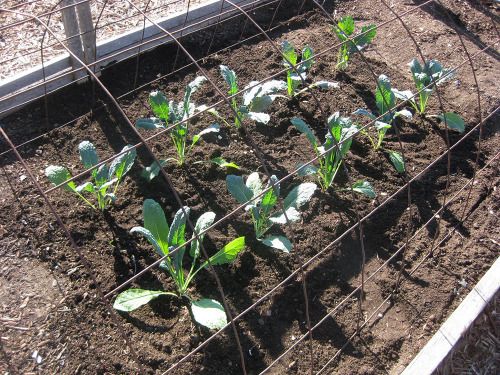 dinosaur kale planted outside
