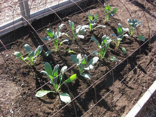 dinosaur kale planted outside