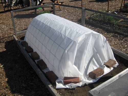 kale under a protective covering outside