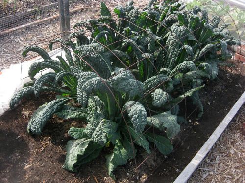 dinosaur kale