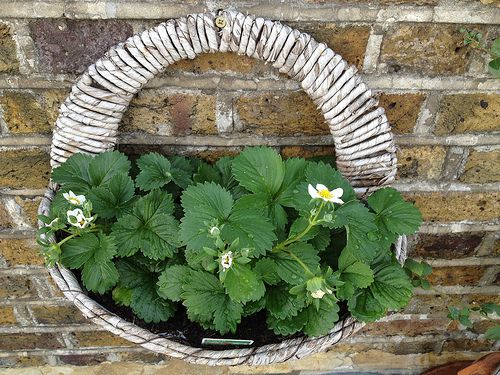 strawberry plant in a basket