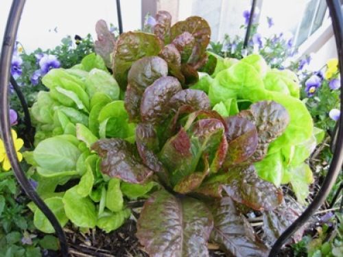 close up of lettuce plant in a basket