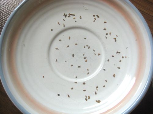 Spacing the seeds out in a saucer, plate, or other white surface will make picking up the seeds easier.
