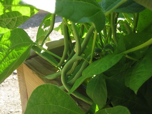 close up of the beans growing