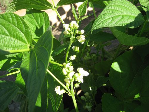 white flowers on the plant