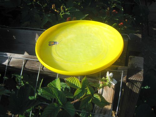 yellow frisbee trap with a vine borer on it