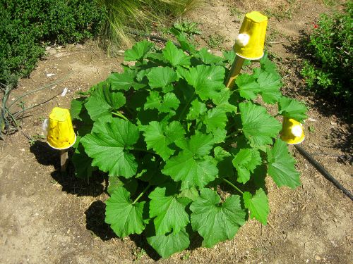 Cup traps strategically placed around squash plants.