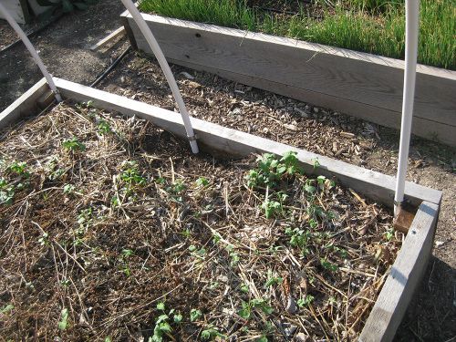 The PVC pipes secured to the raised bed.