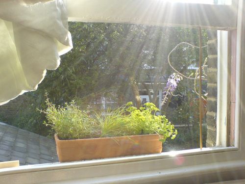 sunlight streaming in on a window box filled with herbs