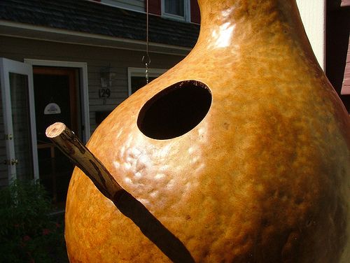 birdhouse gourd