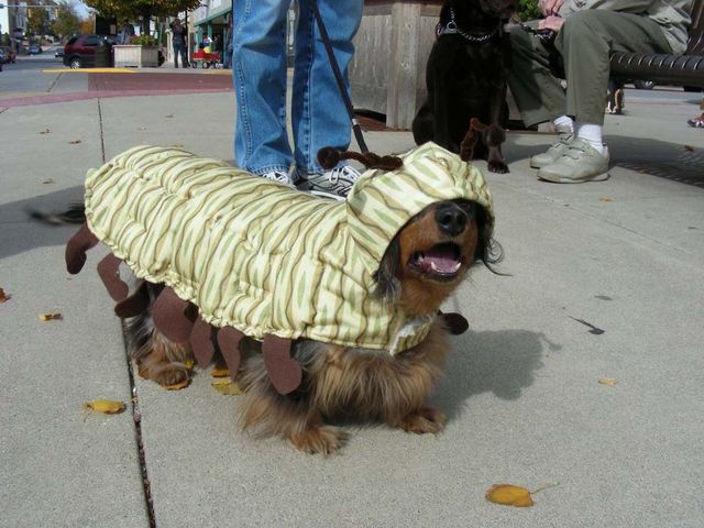 Dog caterpillar outlet costume