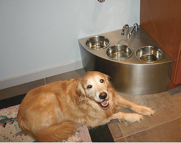 Stainless steel on sale dog bowl stand