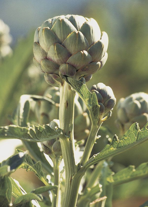 artichoke bud ready to harvest