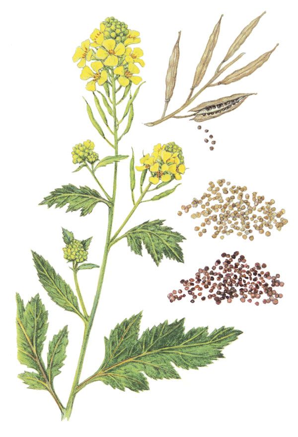 A black mustard plant.