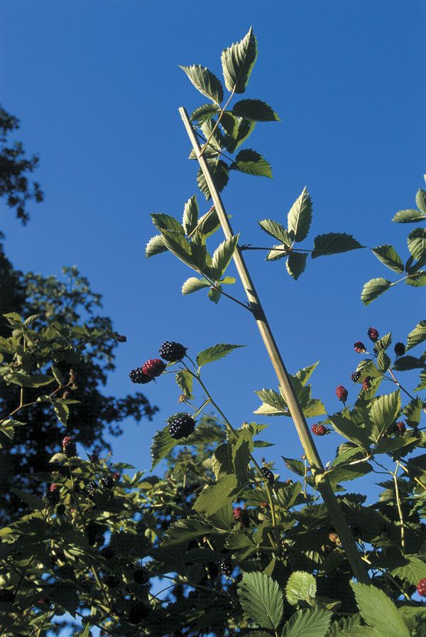 Arapaho Erect Thornless Blackberry Plant