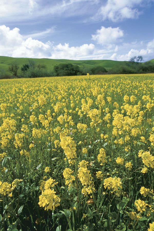 field of mustard
