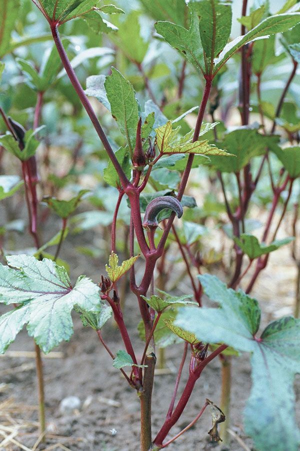 Okra Grows Up North - FineGardening