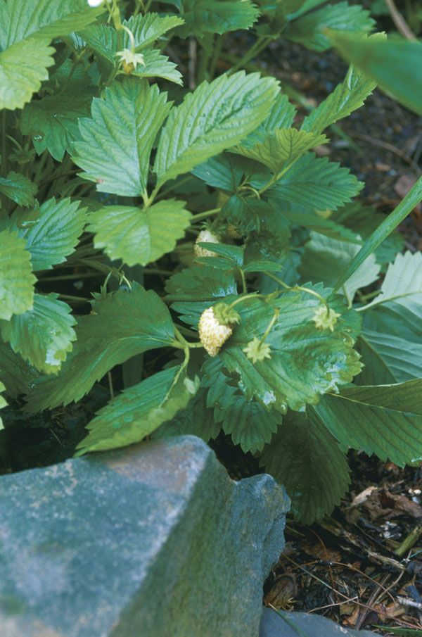 white alpine strawberry