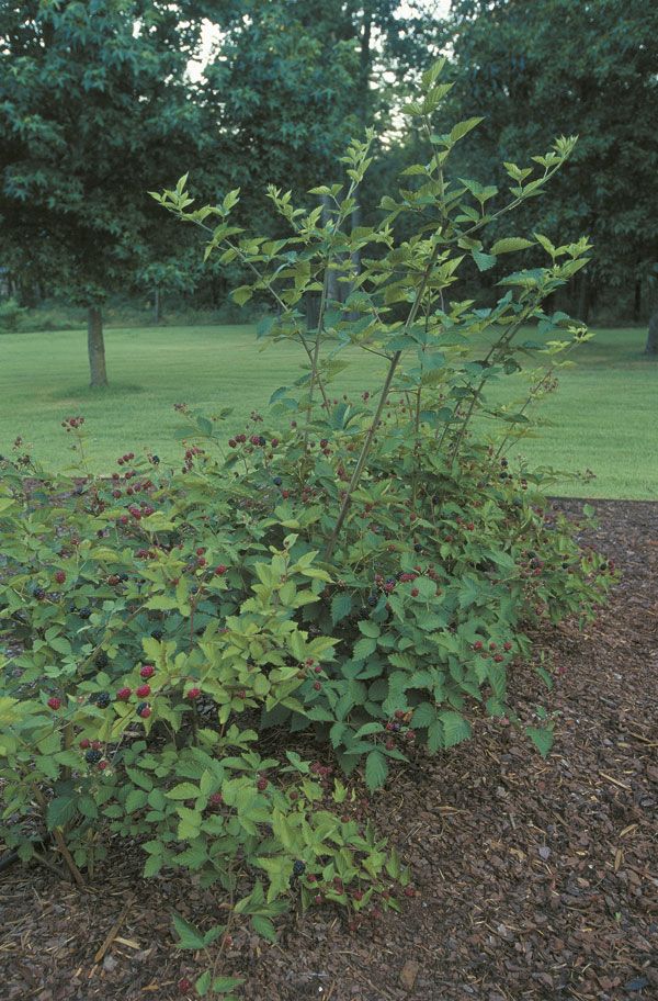 Blackberries in summer