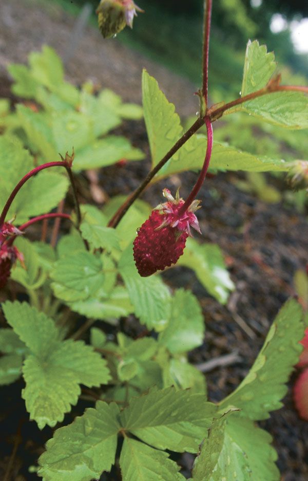 alpine strawberry